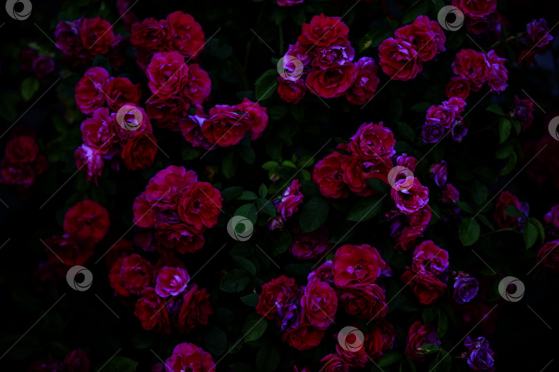 Скачать Размытый темный драматический фон из мрачных роз. фотосток Ozero
