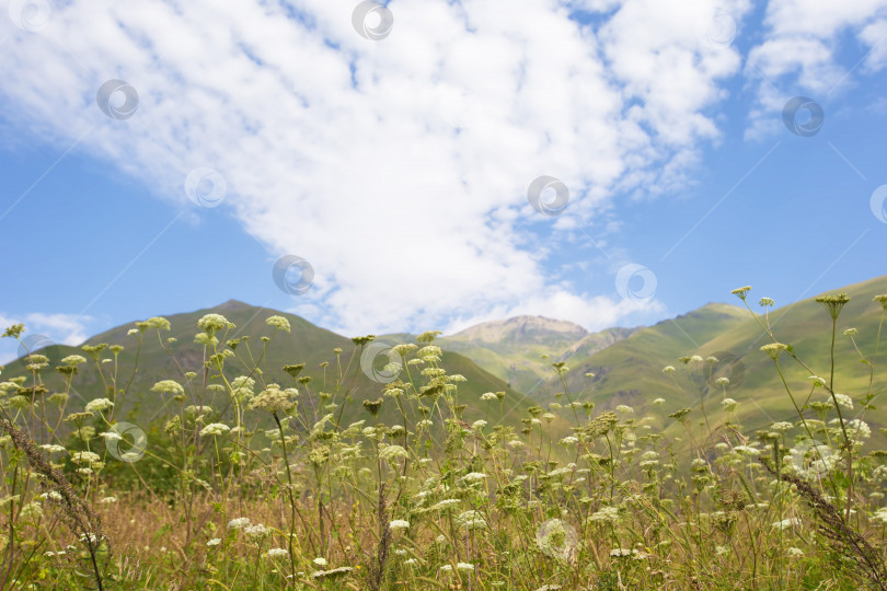 Скачать Горный пейзаж. Красивые горы и луга на фоне голубого неба. фотосток Ozero