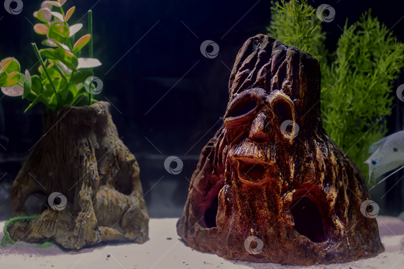 Скачать В аквариуме украшения монстра сделаны из дерева. фотосток Ozero