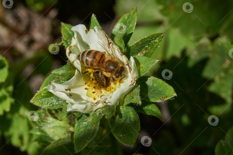 Скачать Пчела (лат. Anthophila) собирает нектар и пыльцу с цветков земляники. фотосток Ozero