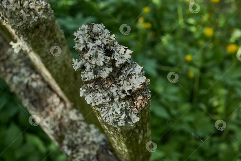Скачать Лишай Пармелия бороздчатая (лат. Parmelia sulcata). фотосток Ozero