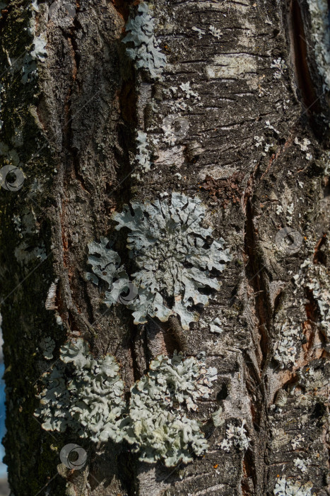 Скачать Лишай Пармелия бороздчатая (лат. Parmelia sulcata). фотосток Ozero