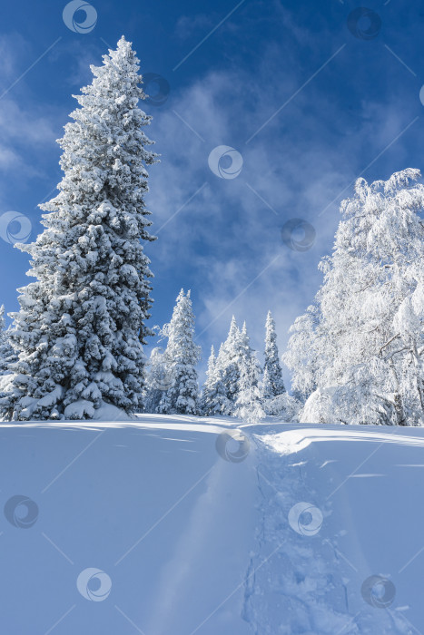 Скачать Страж леса фотосток Ozero