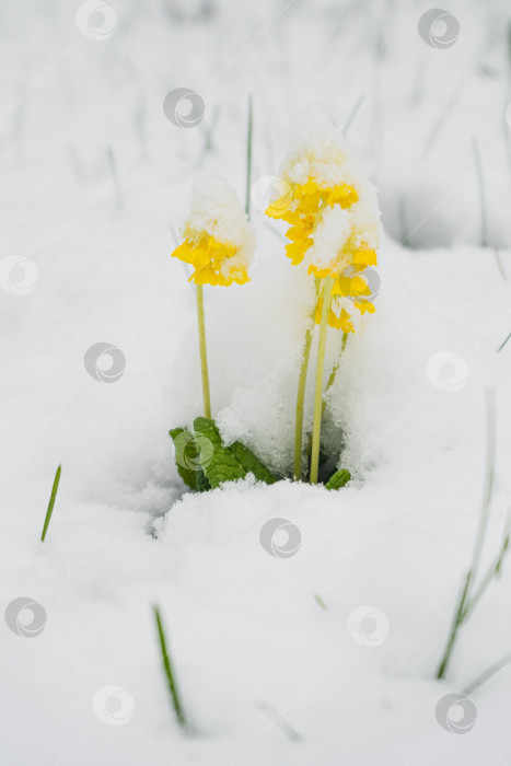 Скачать После снегопада фотосток Ozero