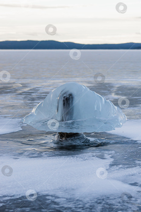 Скачать Зимний гриб фотосток Ozero