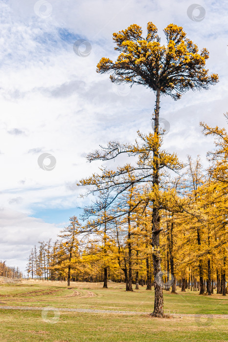 Скачать Уральская пальма фотосток Ozero