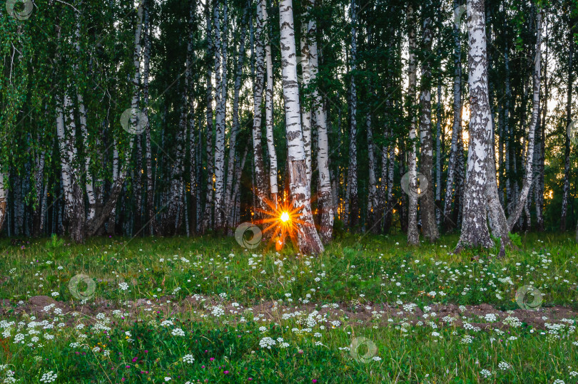 Скачать Звезда в лесу фотосток Ozero