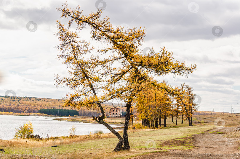 Скачать Дьявольская лиственница фотосток Ozero