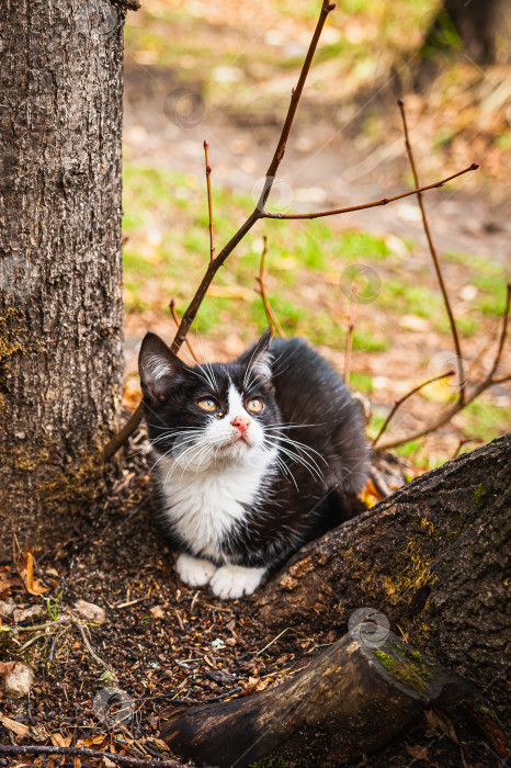 Скачать Котенок фотосток Ozero