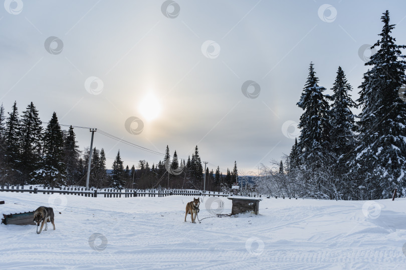 Скачать Стражи фотосток Ozero