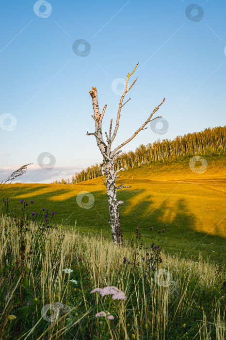 Скачать Березка фотосток Ozero