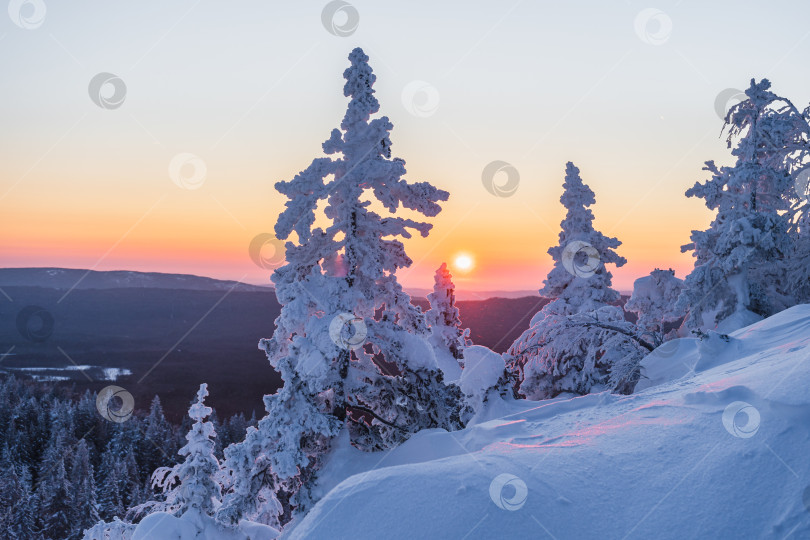 Скачать Восход в лесу фотосток Ozero