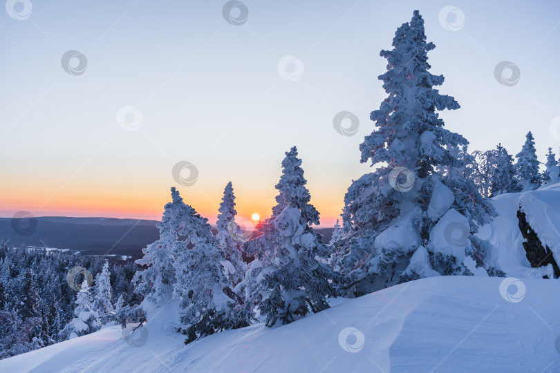 Скачать Восход в лесу фотосток Ozero