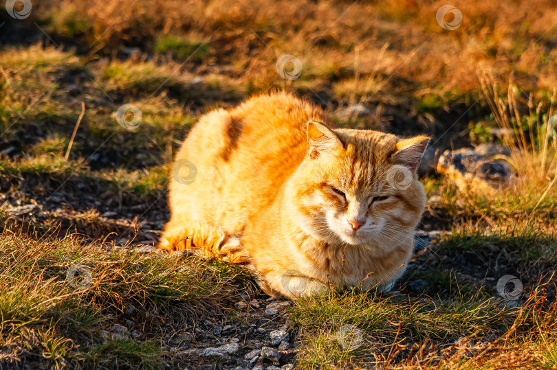 Скачать Золотой кот фотосток Ozero