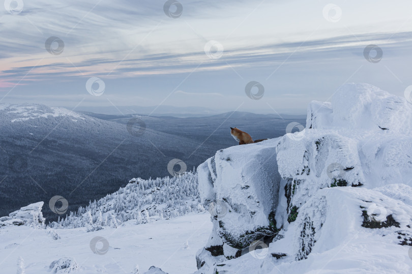 Скачать Мечтательный лис фотосток Ozero