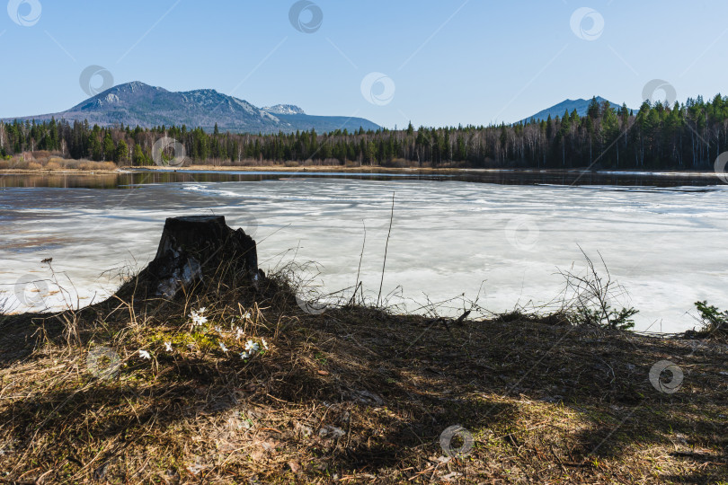 Скачать Весна фотосток Ozero