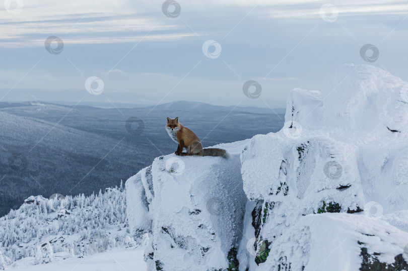 Скачать Лис на скале фотосток Ozero