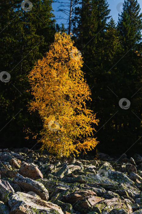 Скачать Свой среди чужих фотосток Ozero