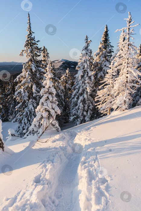 Скачать Зимняя тропа фотосток Ozero