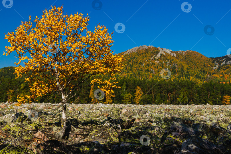 Скачать Береза на камнях фотосток Ozero