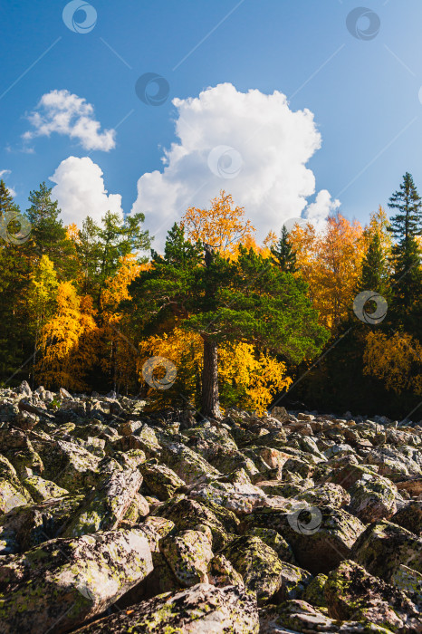 Скачать Сломанная сосна фотосток Ozero