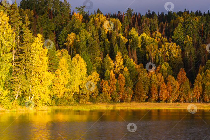 Скачать Золотой лес фотосток Ozero