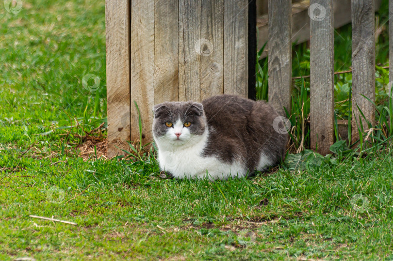 Скачать Котик фотосток Ozero