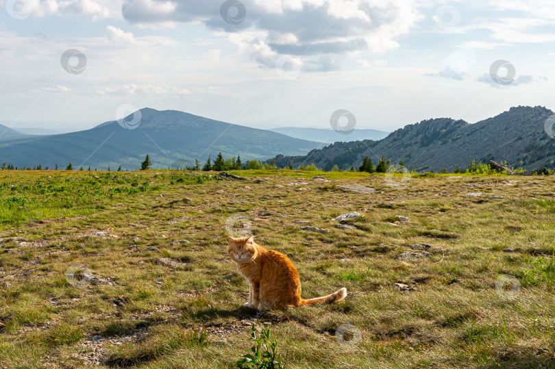 Скачать Кот Василий фотосток Ozero