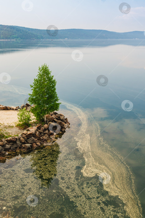 Скачать Цветение березы фотосток Ozero