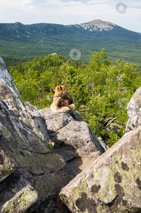 Скачать Горный пес фотосток Ozero