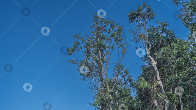 Скачать На верхушках деревьев сидит множество длинноносых хоботных обезьян. фотосток Ozero