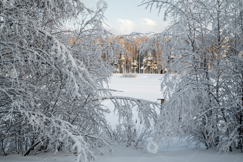 Скачать заснеженная ветка дерева склоняется над замерзшим озером, зимний пейзаж в естественной рамке фотосток Ozero