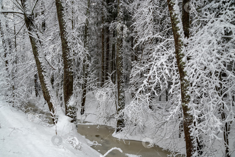 Скачать замерзший ручей в зимнем лесу среди заснеженных деревьев природный пейзаж фотосток Ozero