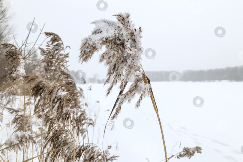 Скачать Сухой прибрежный тростник, покрытый снегом, зимний пейзаж фотосток Ozero