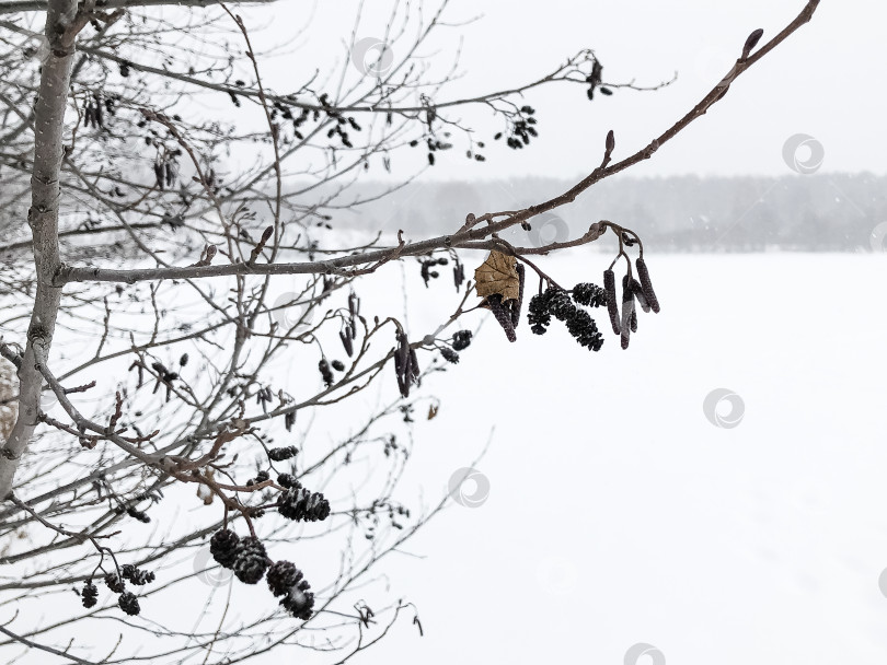 Скачать Сухие сережки ольхи на ветке дерева зимой крупным планом фотосток Ozero