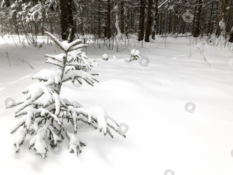 Скачать Маленькую елочку, покрытую снегом, достают из сугроба в зимнем лесу фотосток Ozero