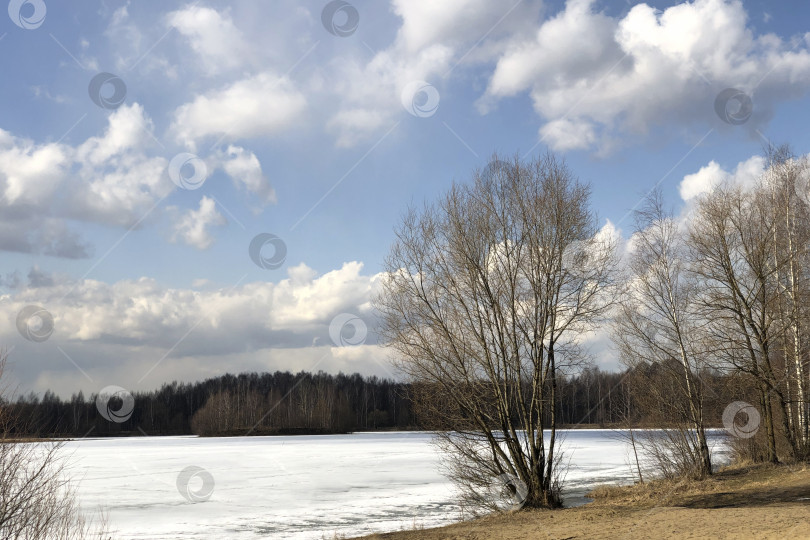 Скачать Голые деревья на берегу заснеженного озера или реки под голубым небом с белыми облаками фотосток Ozero