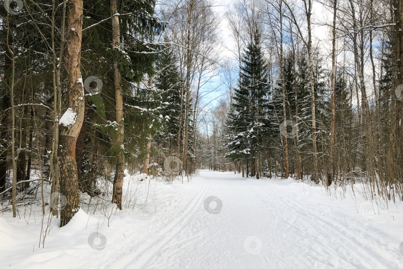 Скачать Зимний лесной пейзаж с заснеженными деревьями и лыжными трассами на заснеженной дороге фотосток Ozero