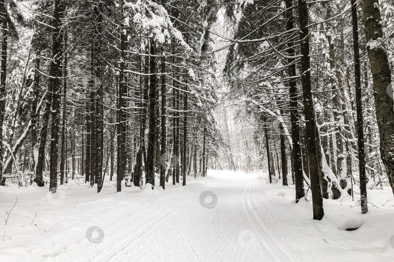 Скачать Заснеженная дорога с лыжными трассами между заснеженными деревьями в зимнем лесном пейзаже фотосток Ozero