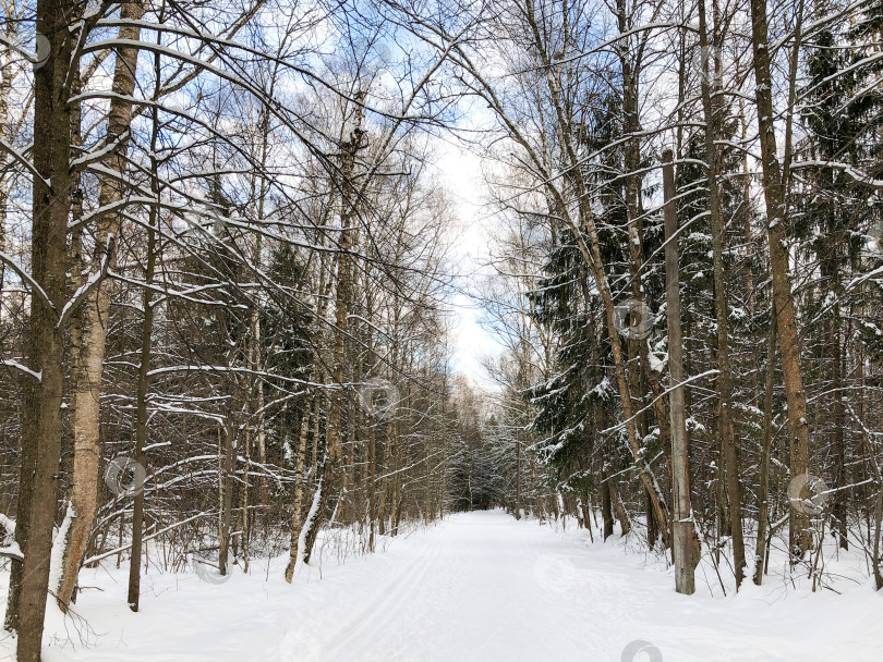 Скачать Заснеженные деревья и лыжные трассы на заснеженной дороге, зимний лесной пейзаж фотосток Ozero