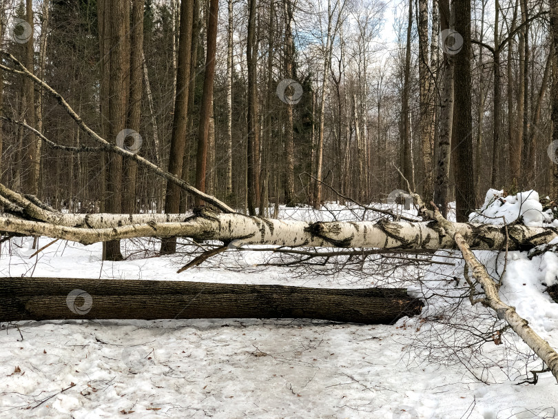 Скачать большая береза упала и перегородила лесную дорогу фотосток Ozero