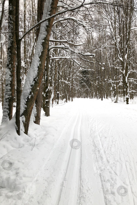 Скачать Лыжня на заснеженной дороге в зимнем лесу фотосток Ozero