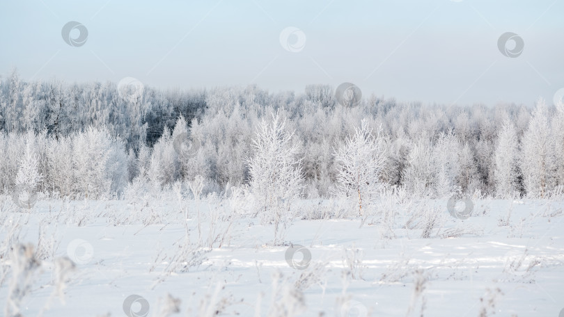 Скачать Деревья, покрытые инеем, в зимнем лесном пейзаже фотосток Ozero