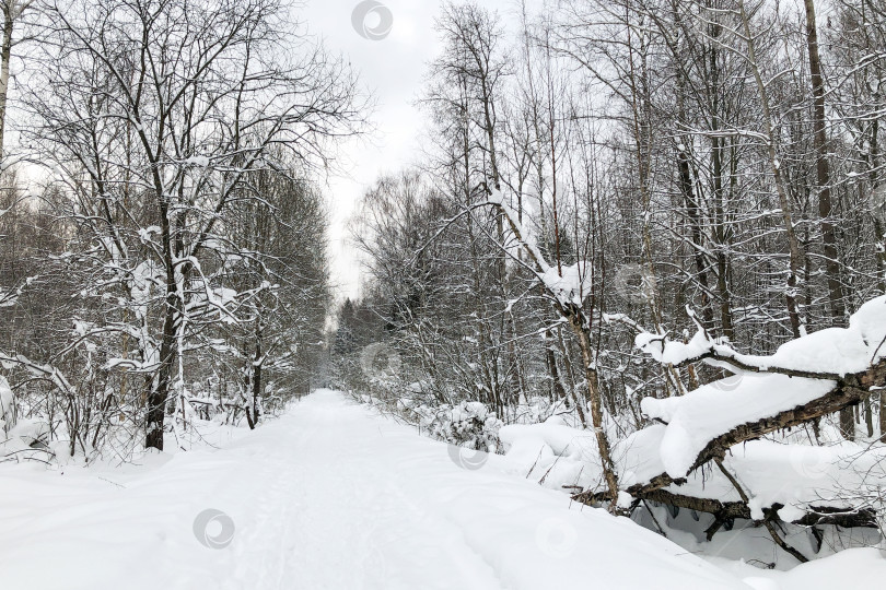 Скачать Заснеженная дорога в зимнем лесу с заснеженными деревьями фотосток Ozero