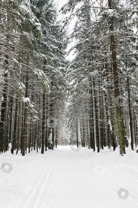 Скачать Лыжня среди елей в зимнем лесу фотосток Ozero
