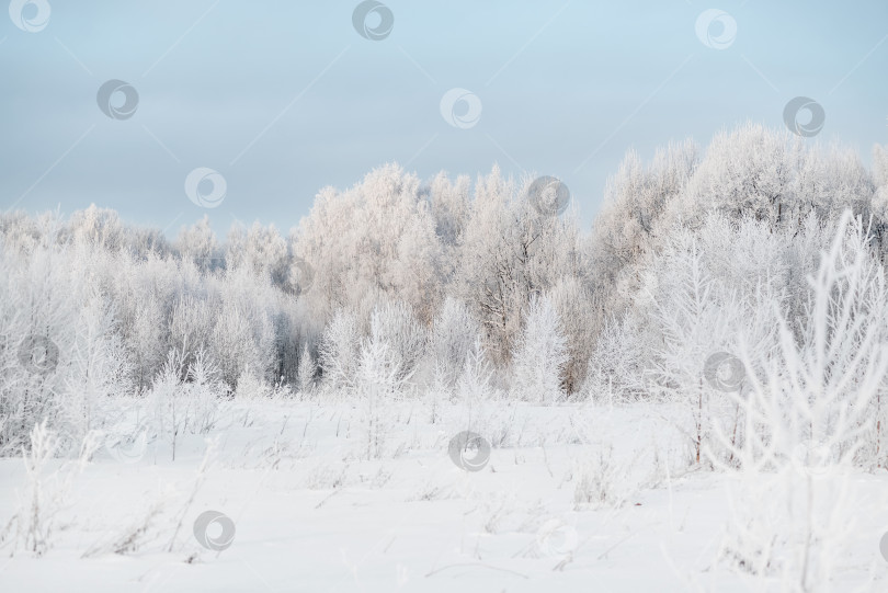 Скачать Зимний пейзаж леса, покрытого инеем фотосток Ozero