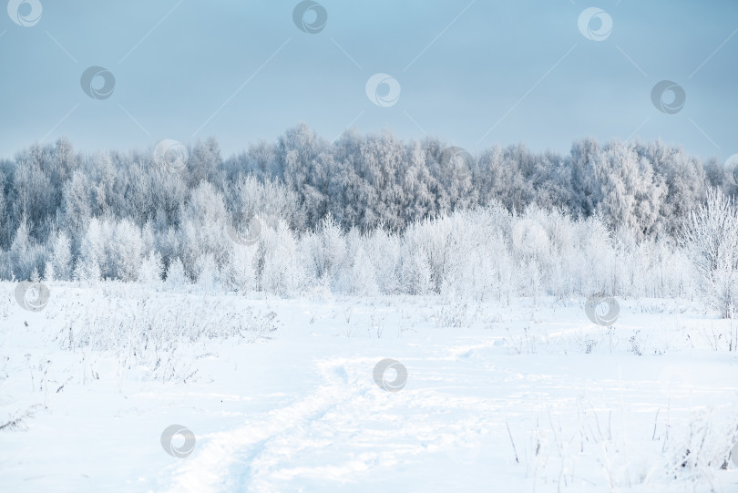 Скачать Пейзаж зимнего леса, покрытого белым инеем фотосток Ozero