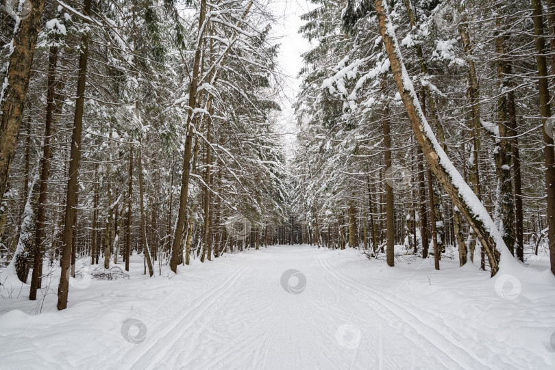 Скачать Заснеженная тропинка в зимнем лесу с лыжными трассами фотосток Ozero