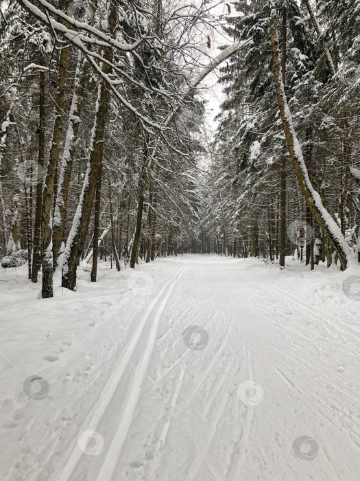 Скачать Лыжня на заснеженной дороге в зимнем лесу фотосток Ozero