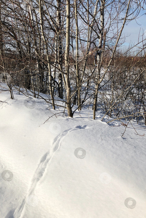 Скачать Следы диких животных на снегу в зимнем лесу фотосток Ozero